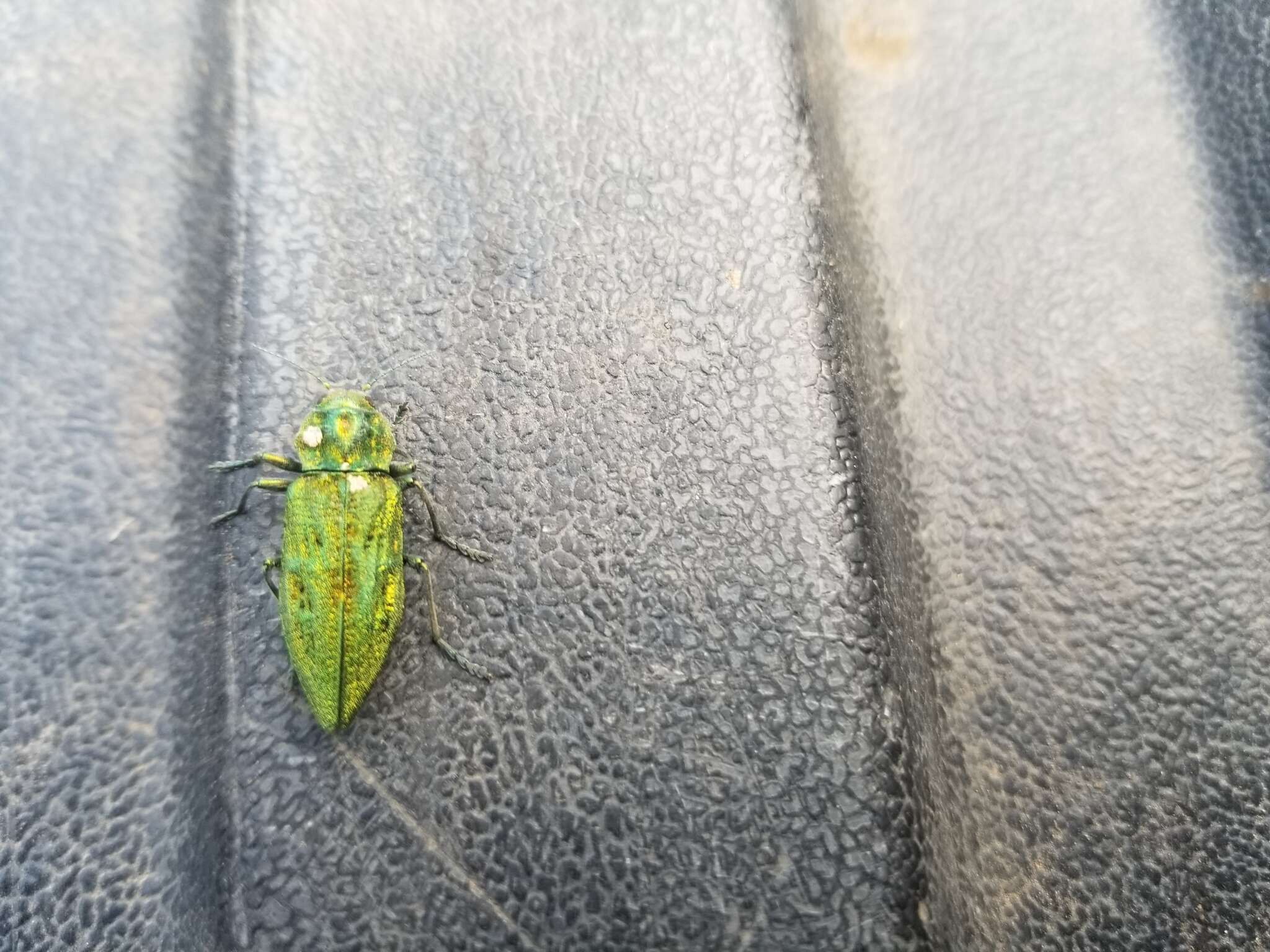 Image of Western Cedar Borer