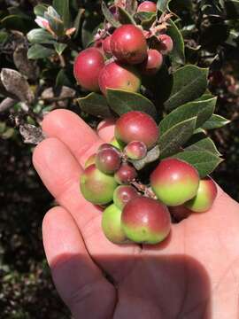 Image of woollyleaf manzanita