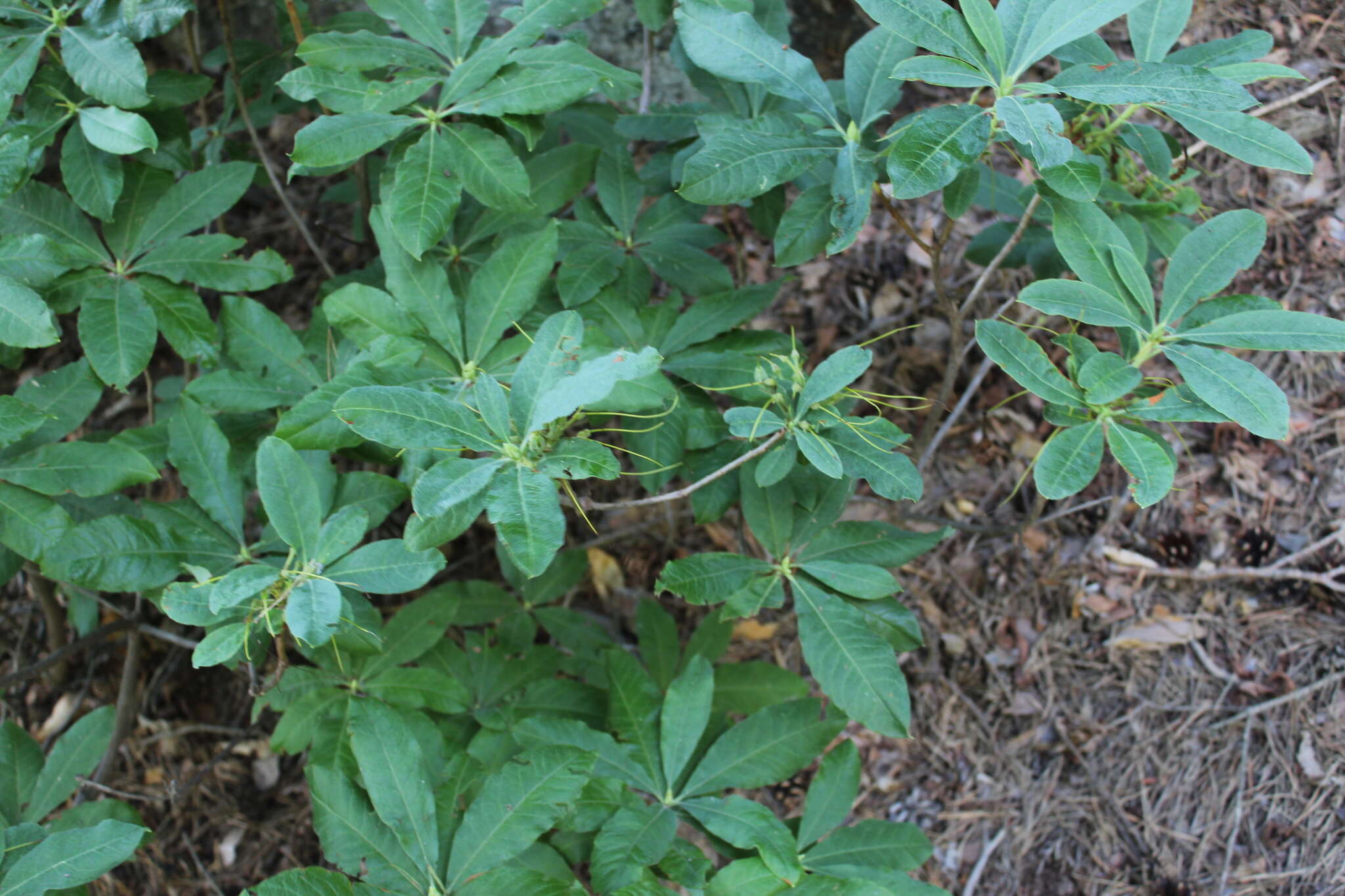 Image of Yellow Azalea