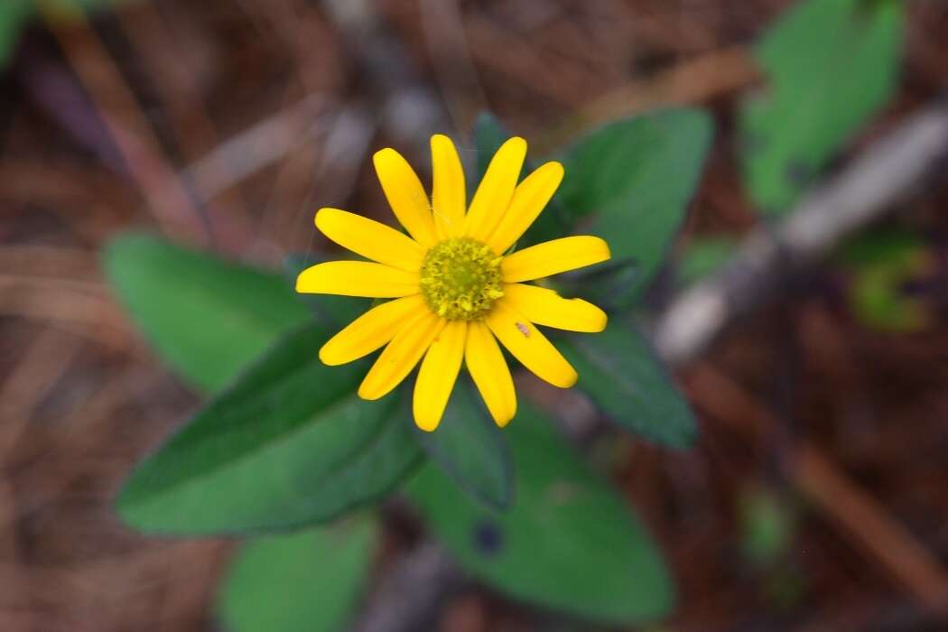 Image de Acmella repens (Walt.) Richard