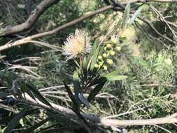 صورة Callistemon paludosus F. Müll.