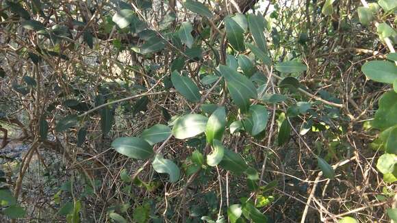 Myrcianthes cisplatensis (Cambess.) O. Berg resmi