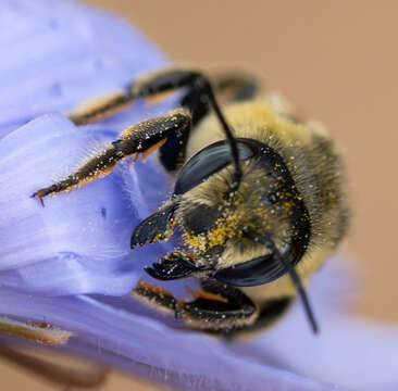 Megachile perihirta Cockerell 1898 resmi