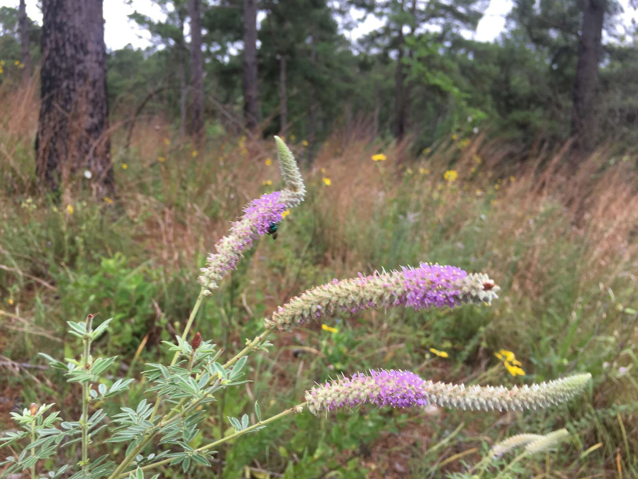 Image of silky prairie clover