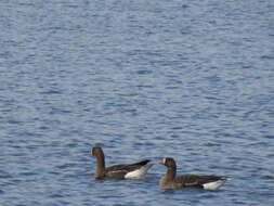 Image of Eurasian White-fronted Goose