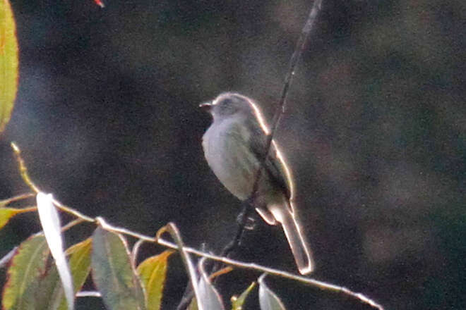 Image of Guatemalan Tyrannulet