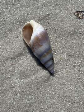 Image of finger plough shell