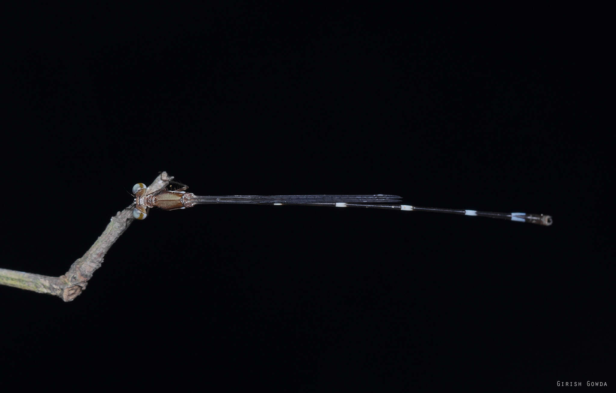 Image of Protosticta sanguinostigma Fraser 1922