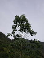 Image of Citharexylum subflavescens S. F. Blake