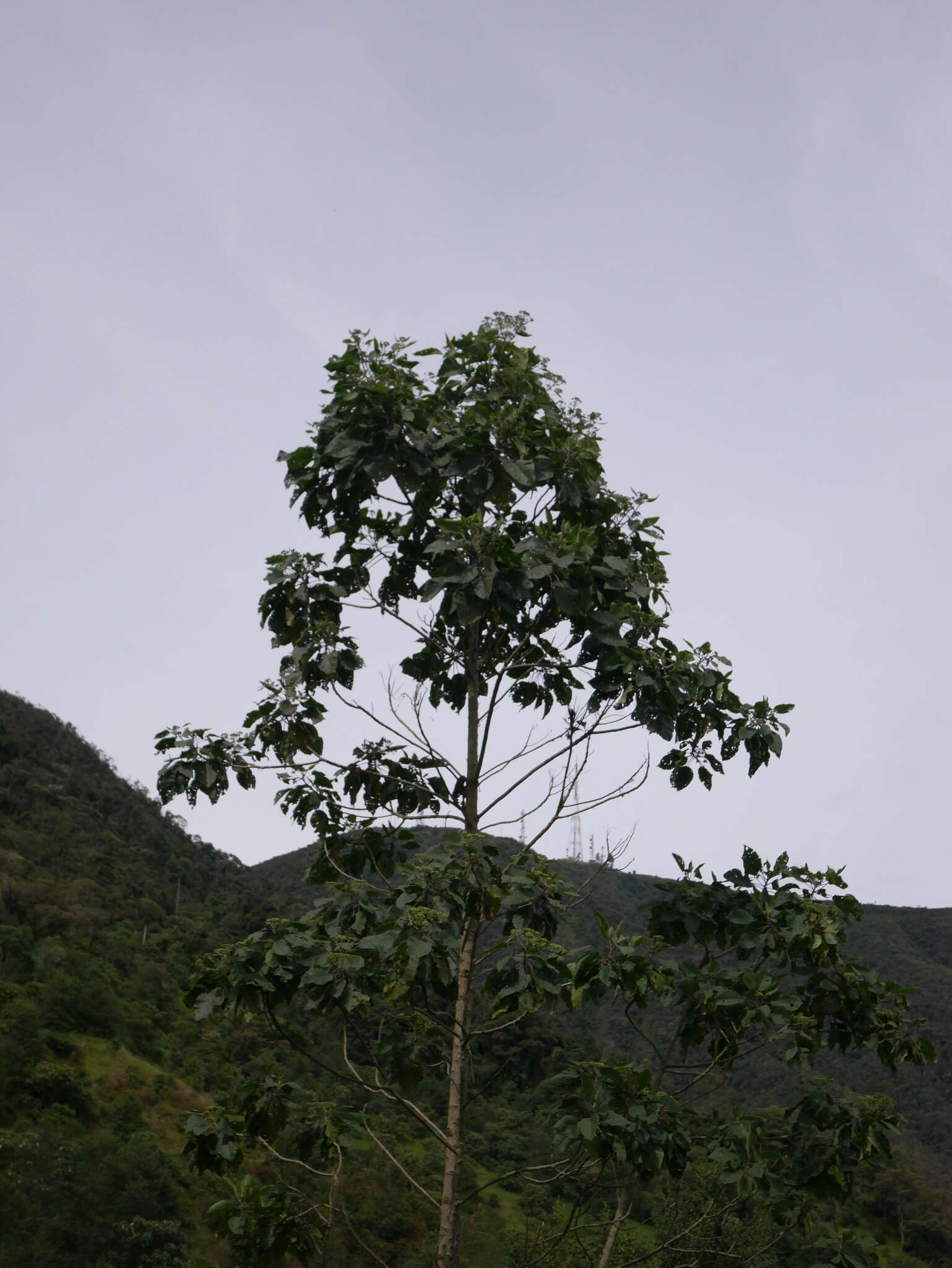 Plancia ëd Citharexylum subflavescens S. F. Blake