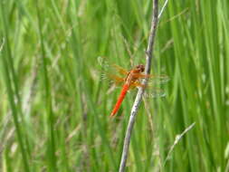 Image of Neon Skimmer