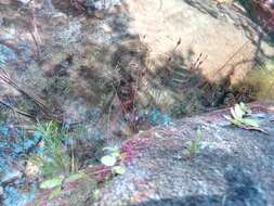 صورة Drosera burkeana Planch.