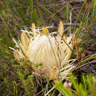 Image of Protea scorzonerifolia (Salisb. ex Knight) Rycroft