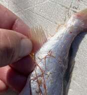 Image of Seatrout