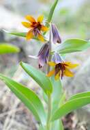 Image of Fritillaria sewerzowii Regel