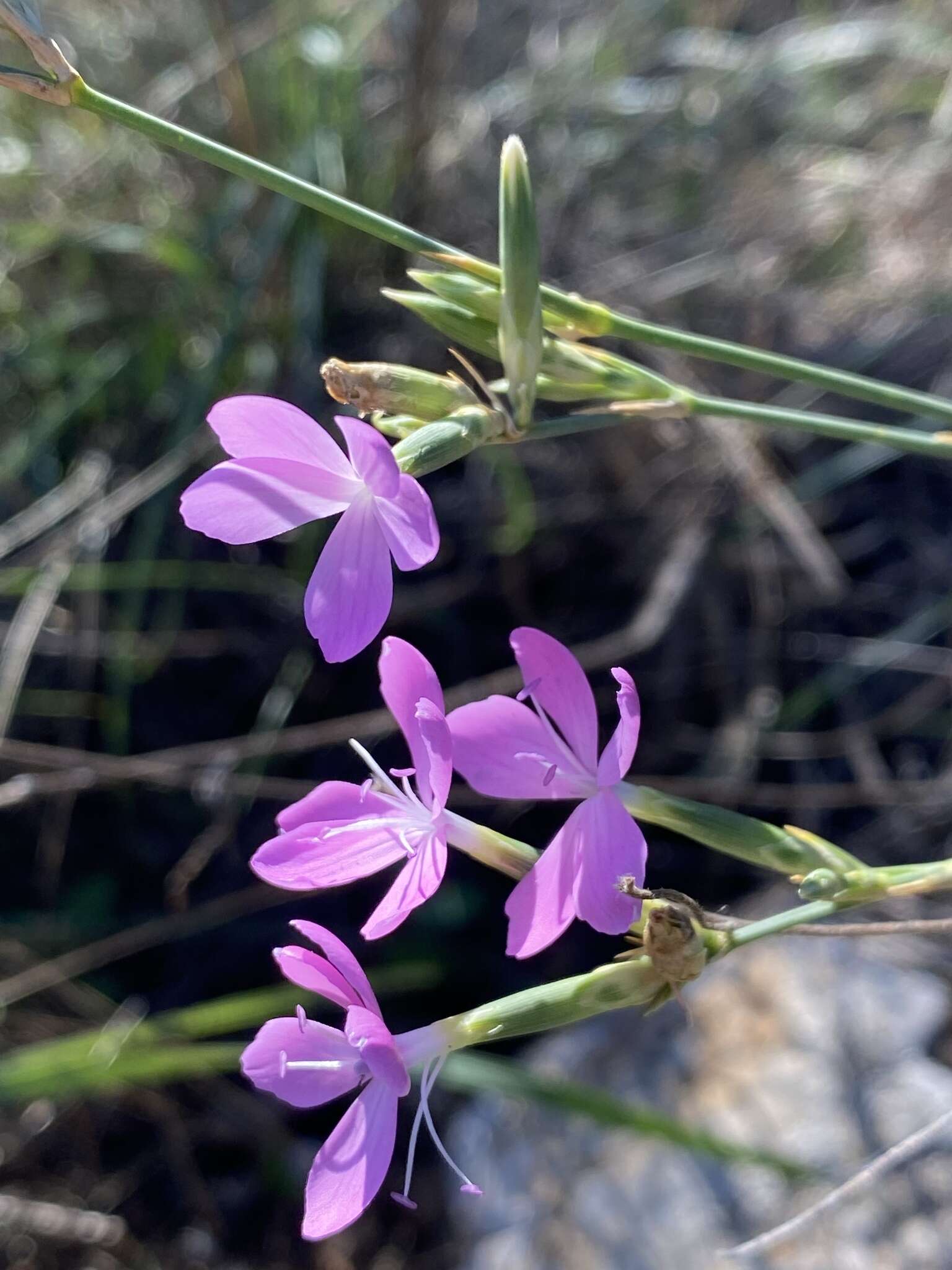 Image of Dianthus ciliatus Guss.