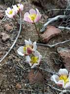 Слика од Ranunculus andersonii A. Gray