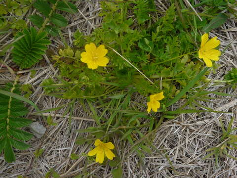 Imagem de Limnanthes douglasii subsp. sulphurea (C. T. Mason) C. T. Mason