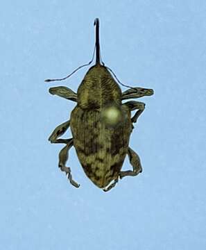 Image of Curculio iowensis Casey & T. L. 1910