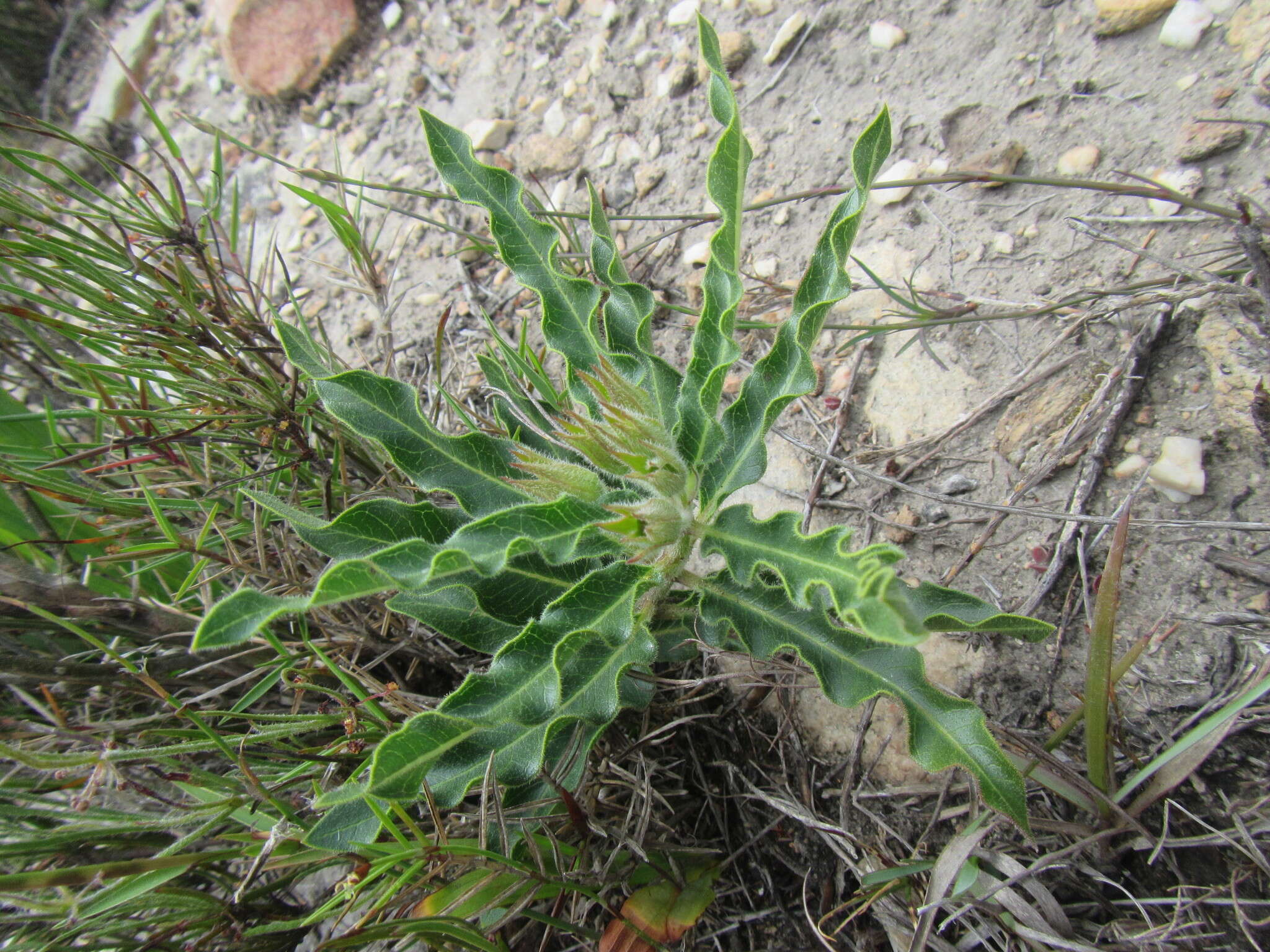 Image of Pachycarpus dealbatus E. Mey.