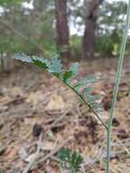 Imagem de Coincya monensis subsp. cheiranthos (Vill.) Aedo, Leadlay & Muñoz Garm.