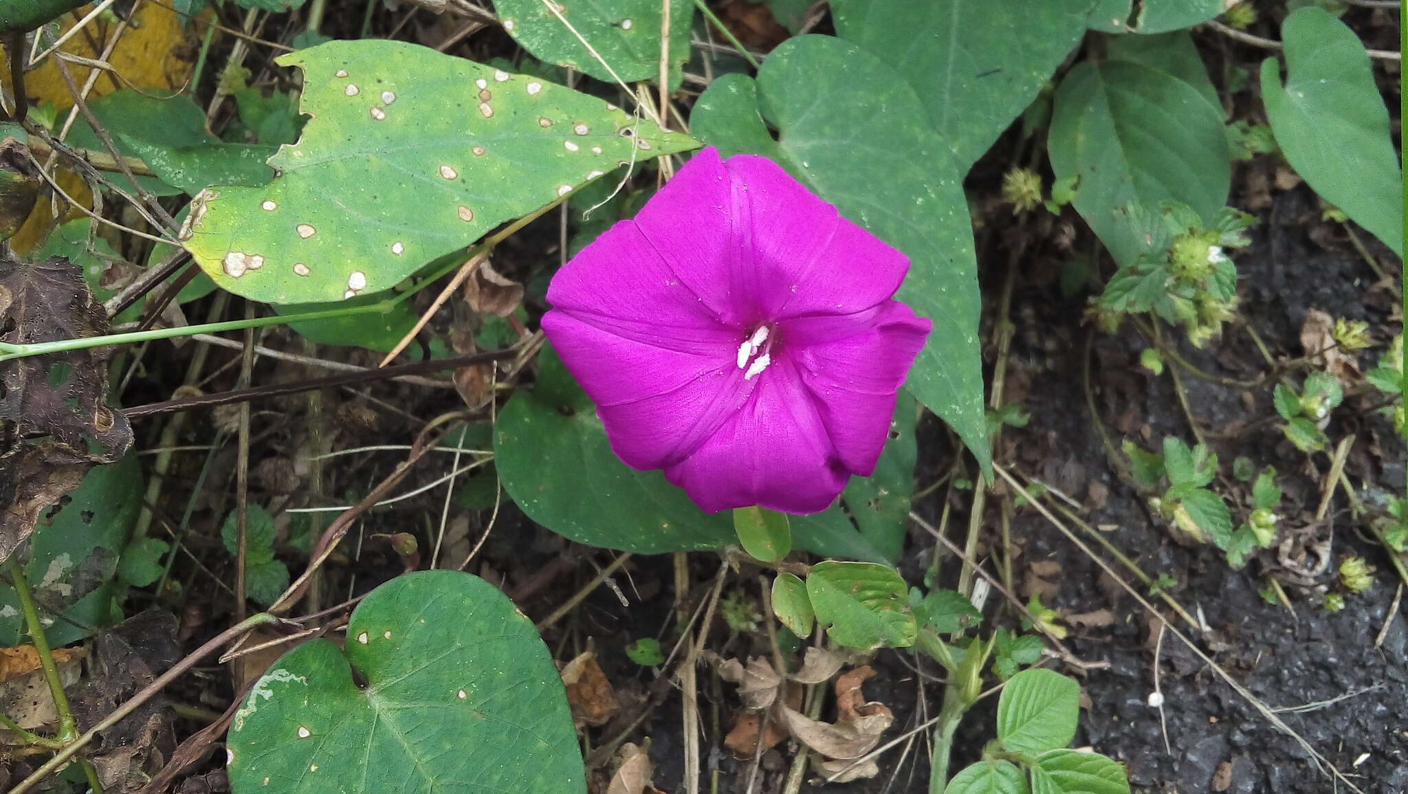 Слика од Ipomoea purga (Wender.) Hayne