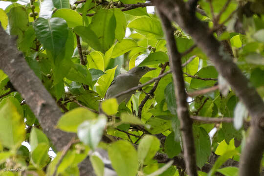 Image of White-shouldered Starling