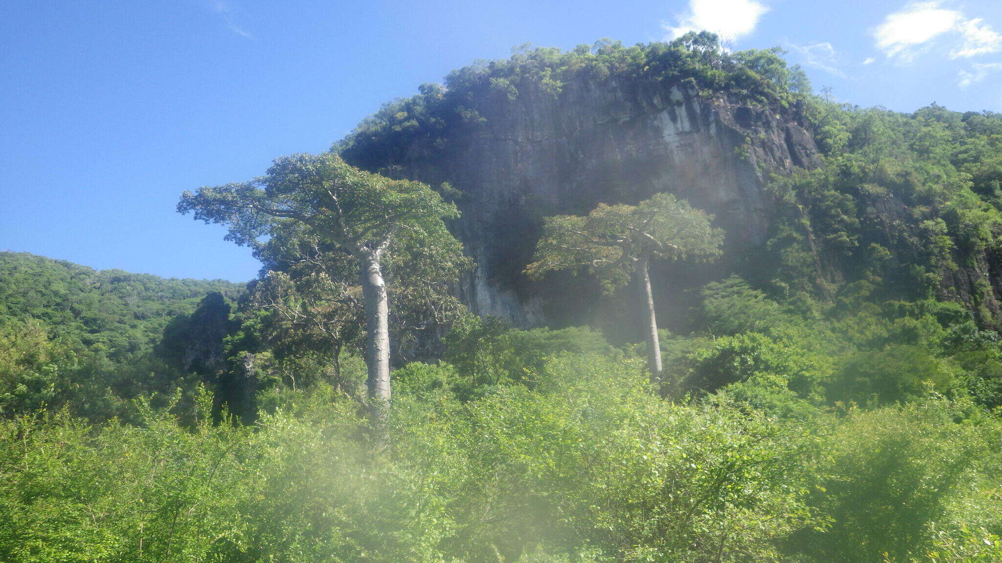 Image of Suarez baobab