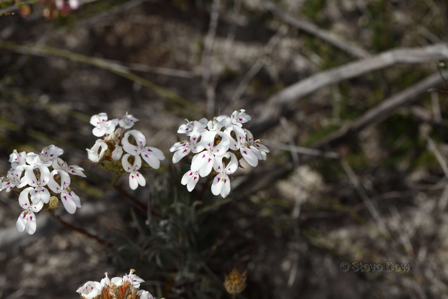 Image of Stylidium crossocephalum F. Müll.