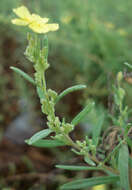 Image of Crocanthemum rosmarinifolium (Pursh) Janchen