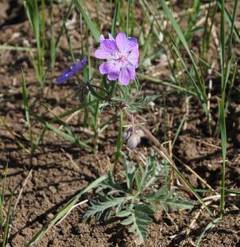 Image of Tuberous Cranesbill