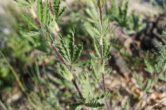 Image of Potentilla pedata Willd.