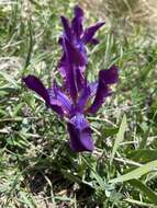 Image of Iris furcata M. Bieb.