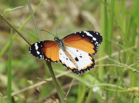 Image of Danaus (Anosia) chrysippus subsp. alcippus Cramer 1777