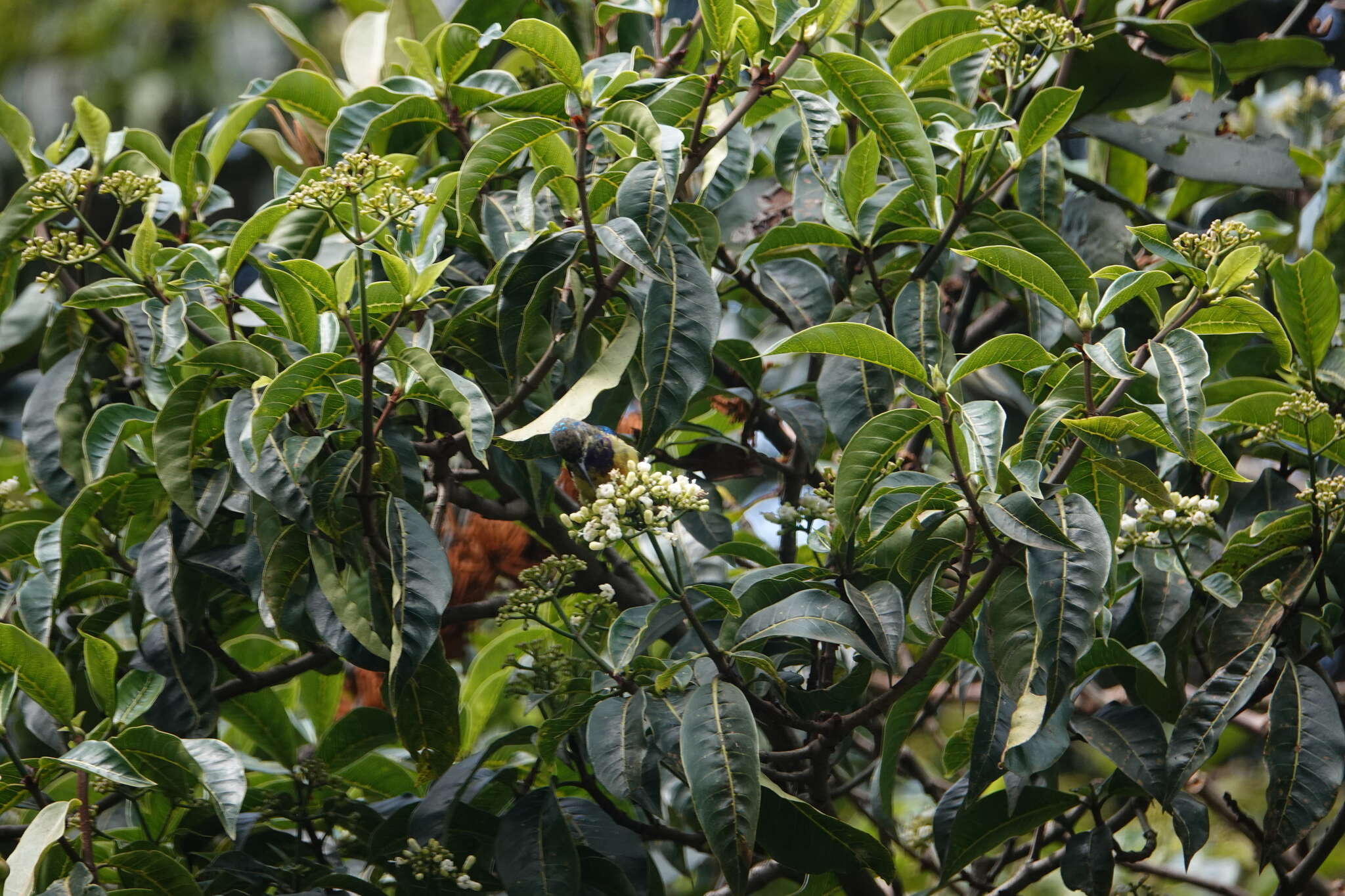 Cinnyris venustus (Shaw 1799) resmi