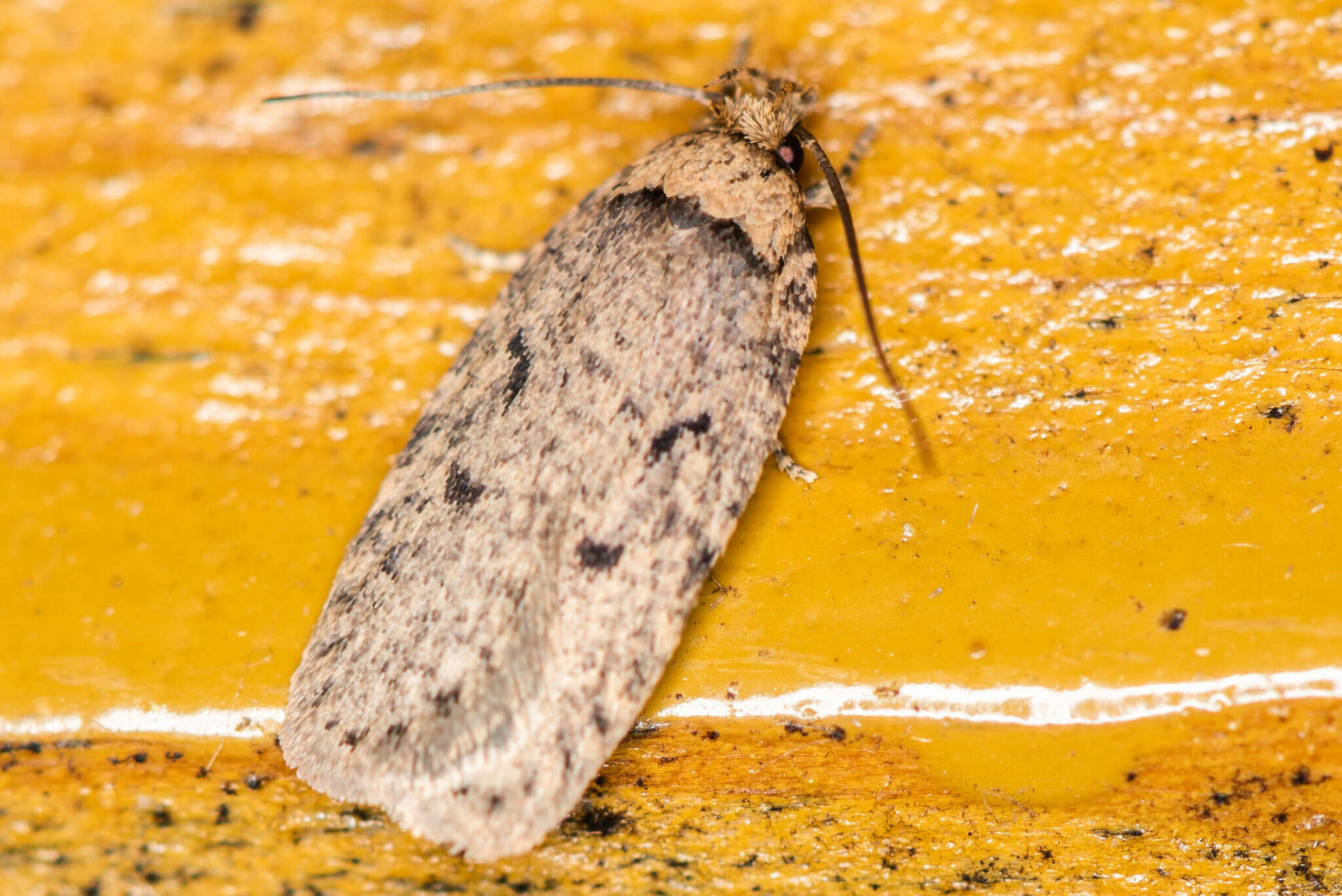 Image of Agonopterix curvipunctosa Haworth 1811