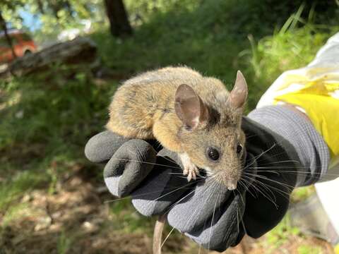 Image of California Deermouse