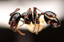 Image of Pheidole ceres Wheeler 1904