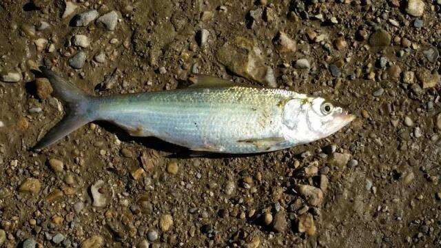 Image of Skipjack Herring