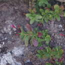 Image of Epilobium fragile Samuelsson