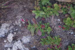 Image of Epilobium fragile Samuelsson