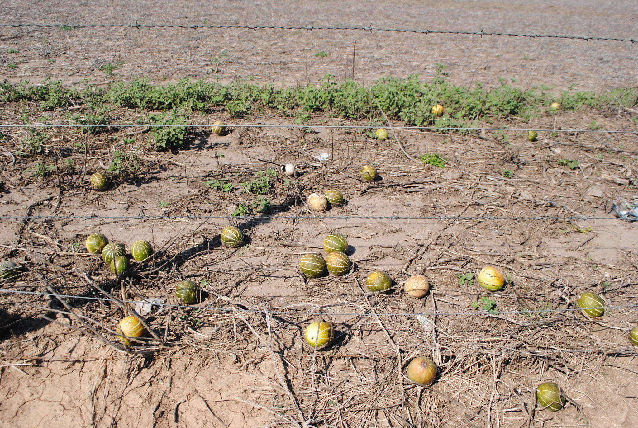 Image of winter squash