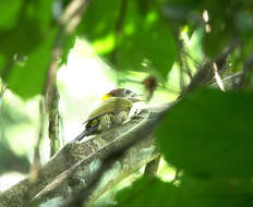 Image of Lesser Yellownape Woodpecker