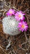 Mammillaria deherdtiana subsp. dodsonii (Bravo) D. R. Hunt的圖片