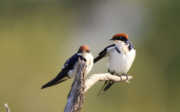 Hirundo smithii smithii Leach 1818 resmi