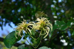 Plancia ëd Clematis meyeniana Walp.