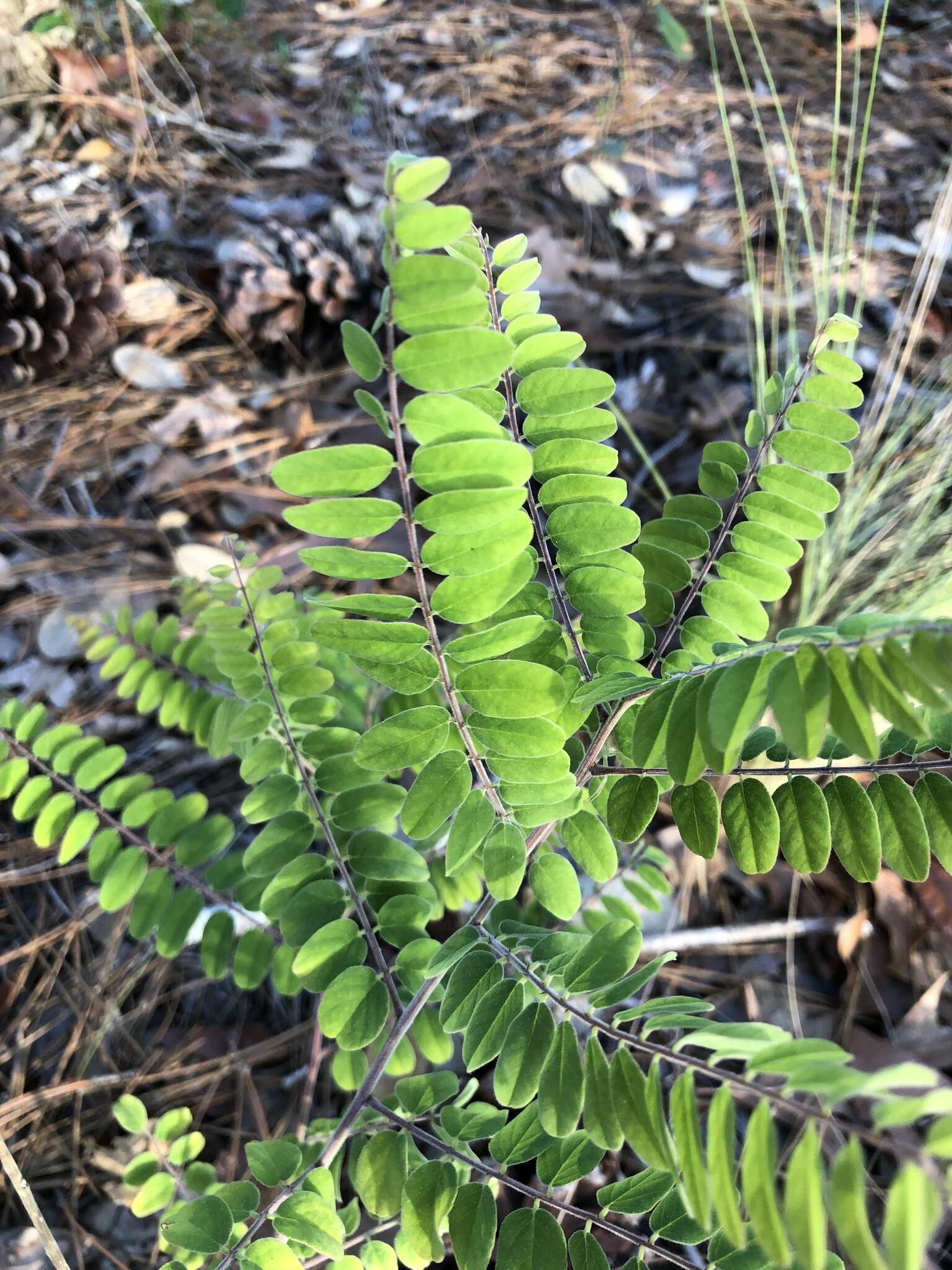 Image of Cluster-Spike Indigo-Bush