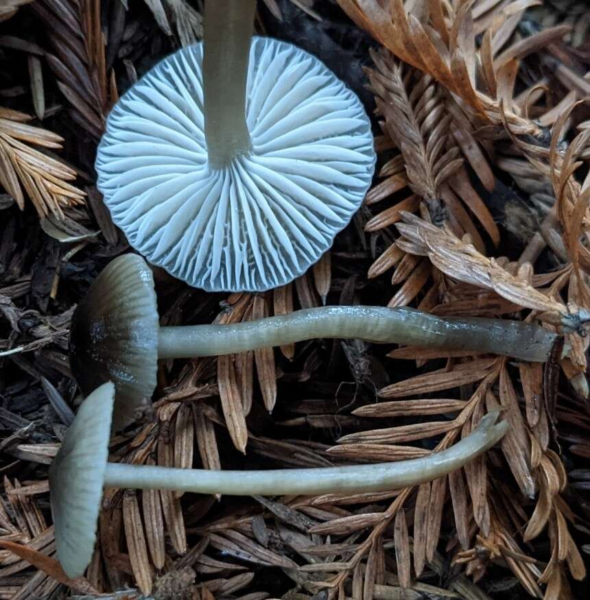 Sivun Mycena quiniaultensis Kauffman 1935 kuva