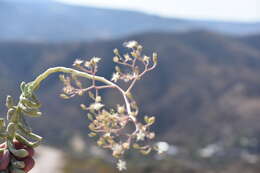 Image of Sedum allantoides Rose