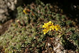 Image of Saxifraga ferdinandi-coburgi J. Kellerer & Sünd.